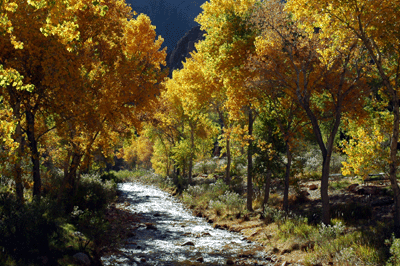 Bright Angel Creek at Phantom Ranch