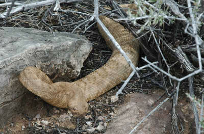 Grand Canyon Rattlesnake