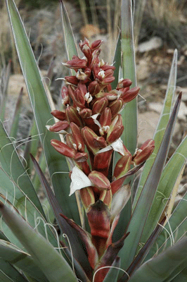 Banana Yucca in bloom