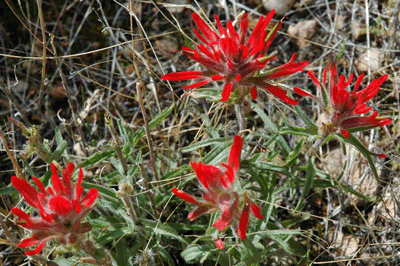 Indian Paintbrush