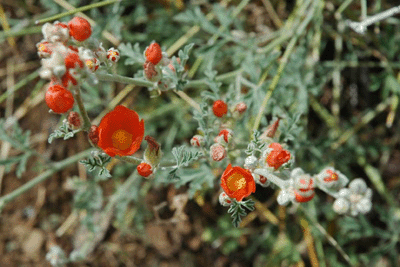 Desert flowers in bloom