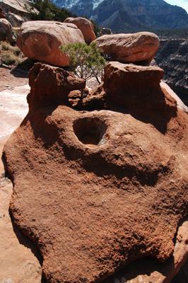 Grand Canyon bonsai