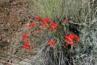 Indian Paintbrush