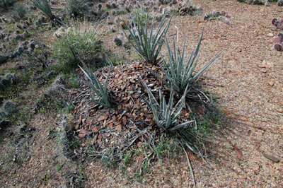 Rock pile around agave on the Tonto