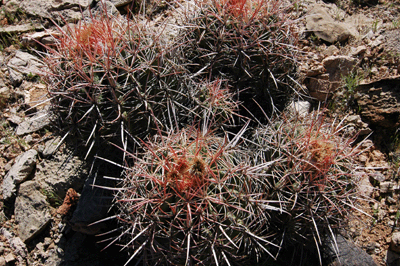 Cactus cluster on the Tonto