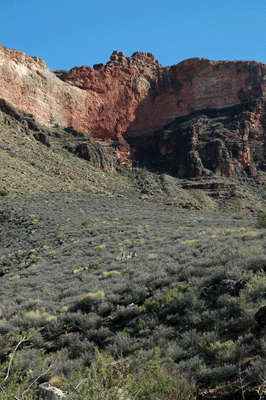 A small herd of mule deer graze in Cremation Creek Canyon, late in the day