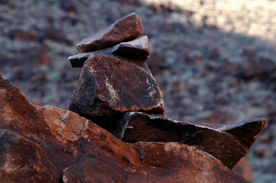 A Grand Canyon duck