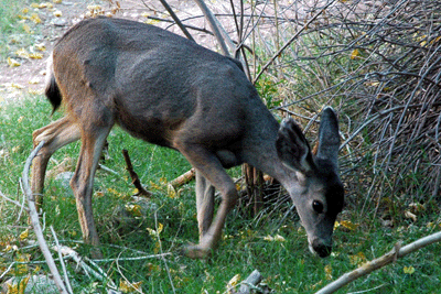 A late afternoon visitor to my campsite at Indian Garden