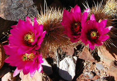 Hedgehog catus in bloom