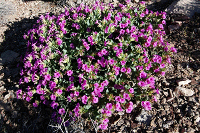 Beautiful Desert 4 O'Clock in bloom along the south rim of Slate Canyon