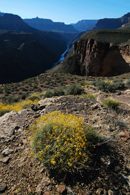 Looking upstream along the Colorado