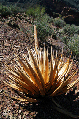 An old agave glows yellow in the early morning light