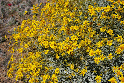 Blooming brittlebush