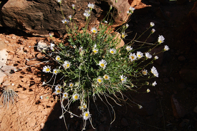 A blooming desert sunflower along Boucher Trail