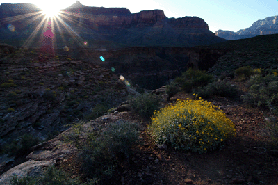 Sunrise over Scorpion Ridge illuminates a brittlebush on the Tonto