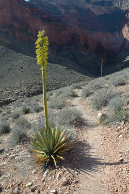 Utah Agave shoot