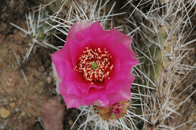 Cactus Flower