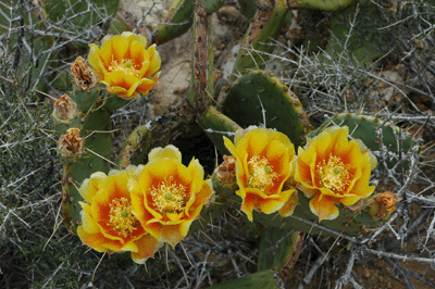 Yellow Cactus Flowers