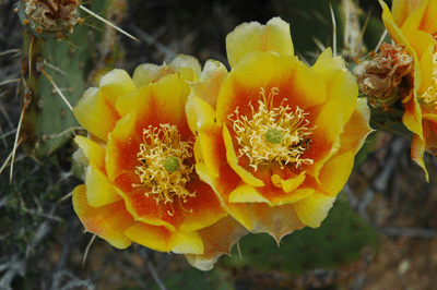 Yellow Cactus Flower