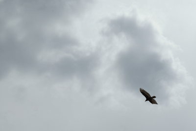 Turkey Vulture soaring above Horn Creek