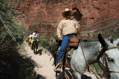 Mule Train heading down the Bright Angel