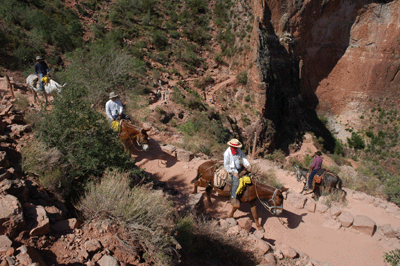 Traffic along the Bright Angel Trail