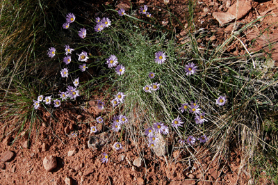 A blooming trailside wildflower