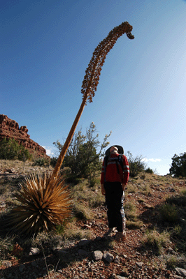 An old agave stalk towers over Matthew