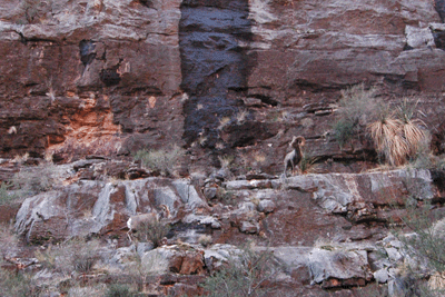 Bighorn sheep in Kanab Creek Canyon