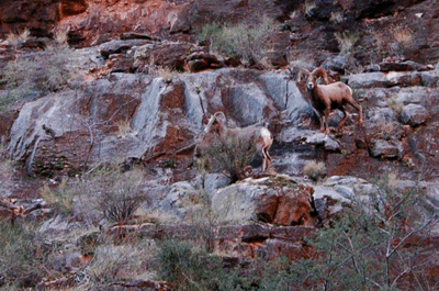 Bighorn sheep in Kanab Creek Canyon