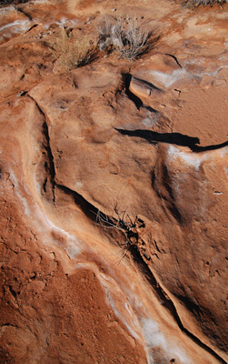 Sculpted rock and shrub