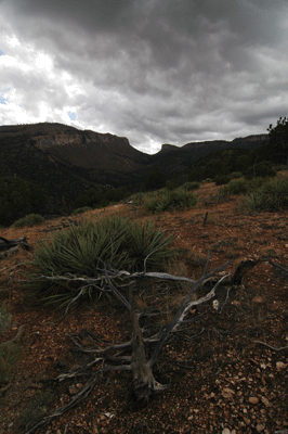 A view south towards the saddle from Trail #57