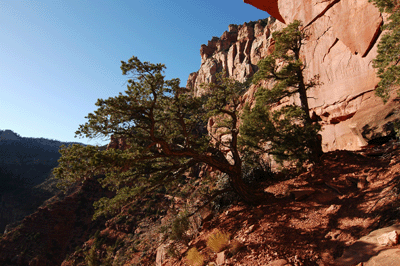 A juniper along the Nankoweap Trail