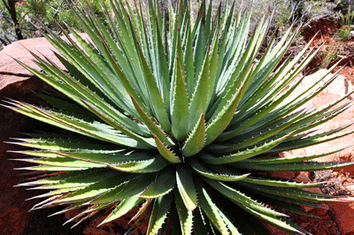 Utah Agave