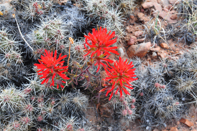 Indian Paintbrush