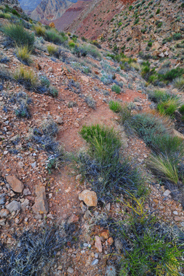 A well-defined game track begins the descent into the east arm of Carbon Canyon