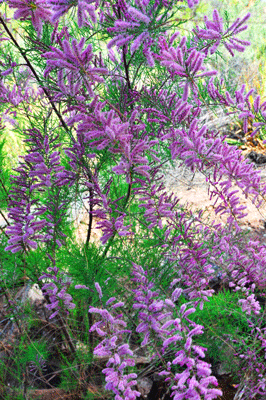 Springtime blooms in Carbon Canyon