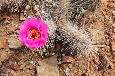 Cactus flower