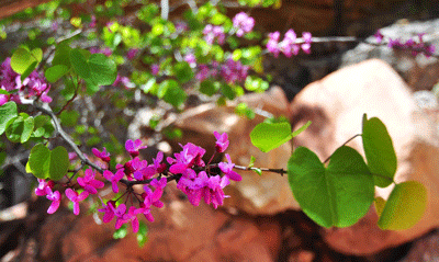 Blooming flowers in Unkar Creek Canyon