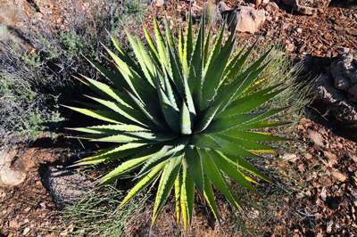 Utah Agave on the Tonto platform in Vishnu