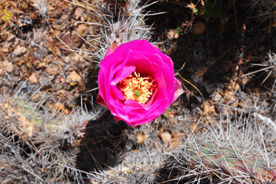 Flowering Hedgehog Cactus