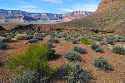 Looking toward the South Rim of Grand Canyon from the Tonto platform below Hawkins Butte