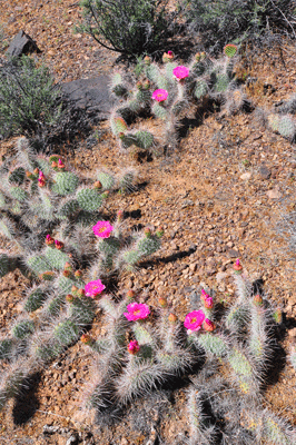 Hedgehog Cactus in bloom