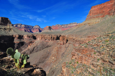 A Beavertail Cactus enjoys the view north through Clear Creek Canyon