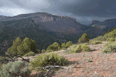 A view toward Saddle Mountain from trail 57