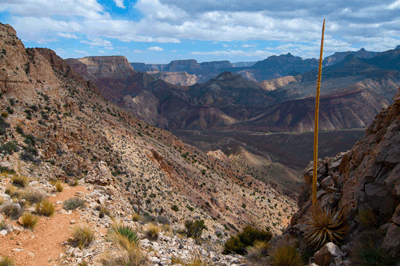 An old Utah Agave stalk along Nankoweap Trail