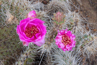 Hedgehog cactus in bloom