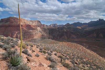 A fresh Agave stalk along the Nankoweap trail below Tilted Mesa