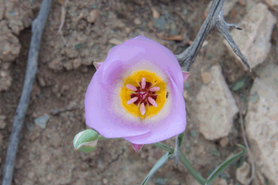 Western Mariposa Lily in Nankoweap