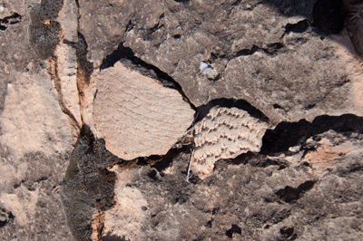 Potsherds in Nankoweep